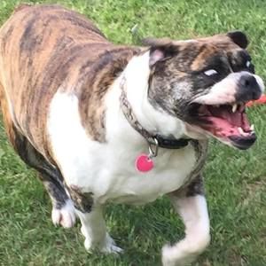 Meet your Posher, Betsy